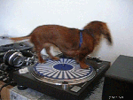 dog_spinning_pn_turntable