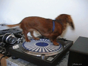 dog_spinning_pn_turntable