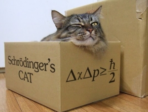 schrc3b6dingers-cat.jpg